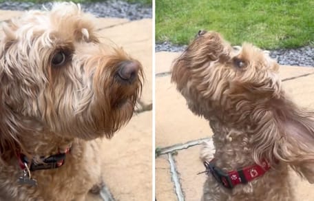 Le chien ne peut pas s'empêcher d'aboyer