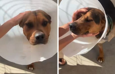 Le chien qui est tombé du 3ème étage