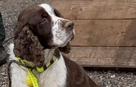 Le chien qui était dans la rivère