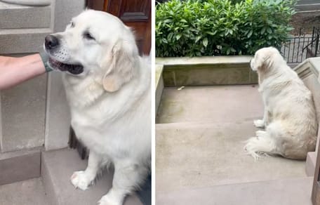 Ein Hund schaut seinen Menschen bei der Abfahrt zu