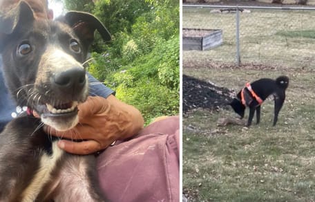 The dog he met in Nepal
