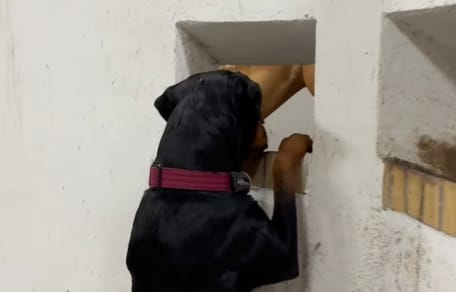 Le chien Rottweiler regarde un cheval