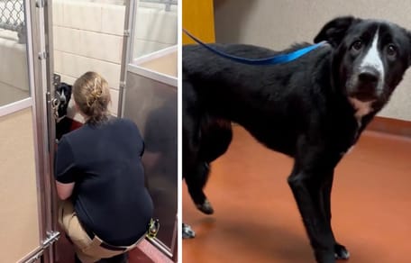 The terrified dog at the shelter