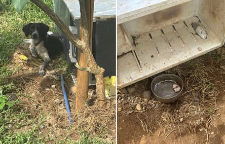 Le chien vivait dans un frigo