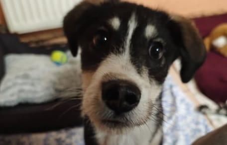 Der online gekaufte Welpe