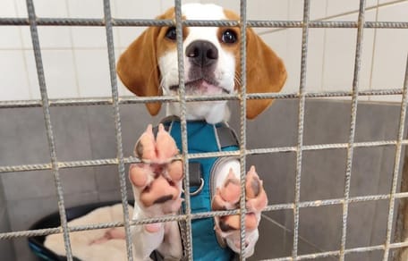 Szczeniak w typie beagle, który został zwrócony do schroniska