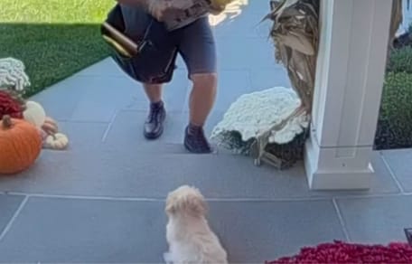 The puppy and the postman