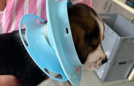 Der Welpe bei seiner Ankunft in der Klinik