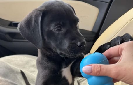 Le chiot Ruby