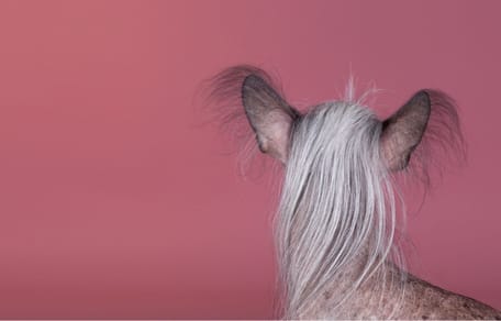 Wat is de lelijkste hond ter wereld?