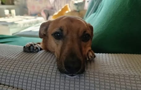 Lennon quiere que te enamores de él: un perro de 7 años con un enorme corazón sin hogar