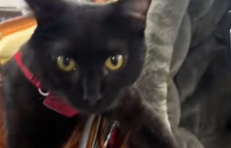 Leo le chat