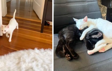 The kittens at the rescue centre