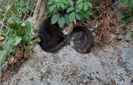 The kittens who were dumped in a dog kennel