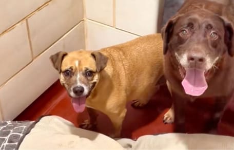 Nikki and Philly the dogs