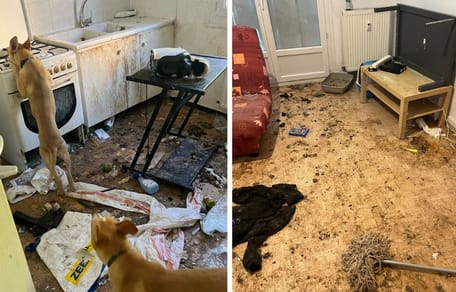 Deux chiennes et six chats découverts enfermés sans nourriture ni eau : une plainte pour abandon déposée