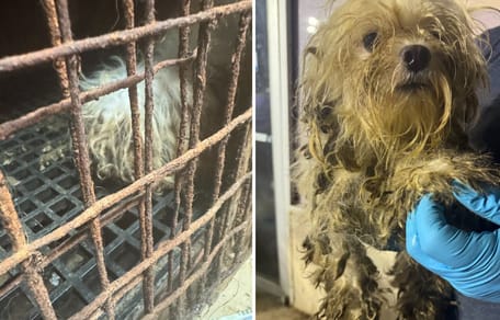 Les chiens lors du sauvetage