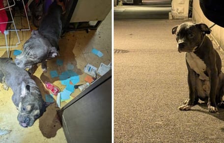 Les chiens maltraités