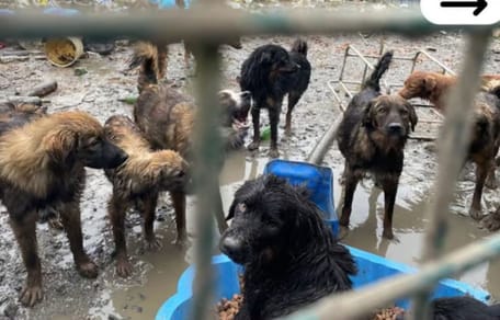 Les chiens maltraités à Chooz