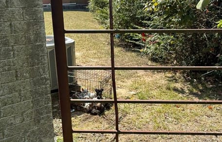 I cuccioli scoperti in una minuscola gabbia ad Athens, in Texas, sono stati presi in carico da Athens Animal Services.
