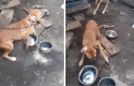 Les deux chiens attachés à leurs chaînes