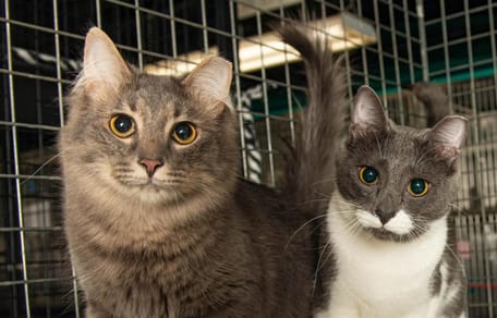 Les deux frères chats