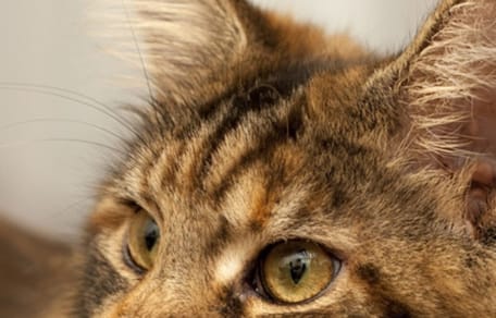 Les yeux d'un Maine Coon brown tabby