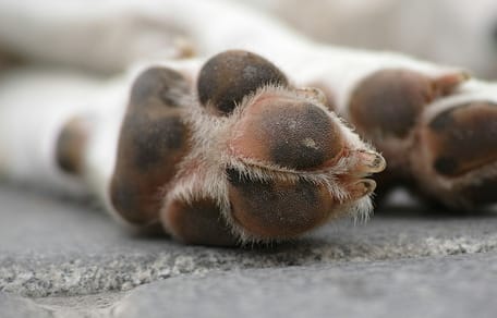 let goed op verbrande voetkussentjes bij honden tijdens de hitte