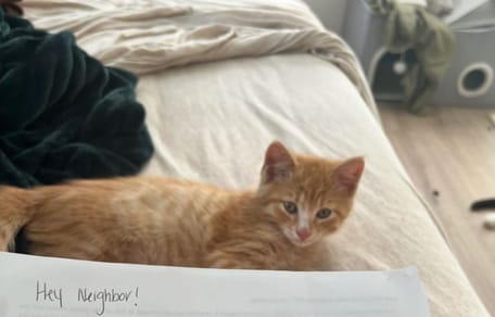 Lettera a un gatto