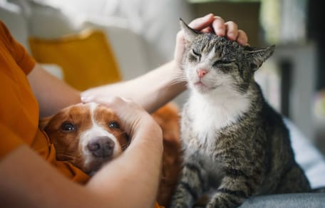 ley-europea-microchip-obligatorio-perros-gatos