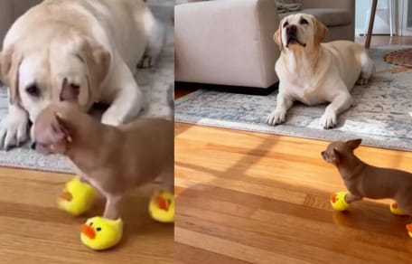 Liegender Labrador und Chihuahua mit Quietscheschuhen