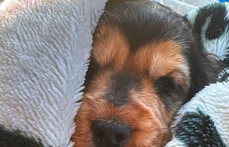 Lilly la chienne