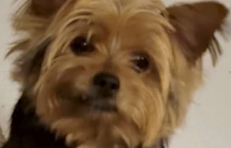 Lilly la cagnolina