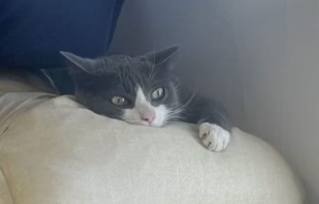 Lily the cat