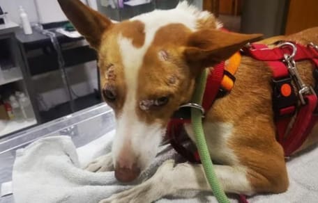 lita-perra-atropellada-en-adopcion