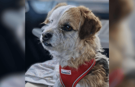 Little brown and white crossbreed for adoption