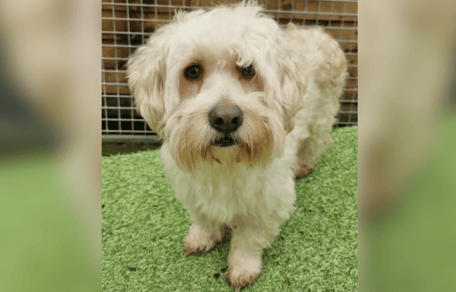 Little white rescue dog for adoption in the UK