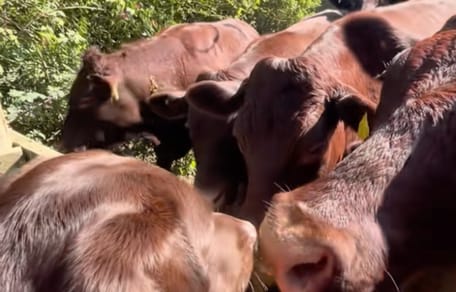 Lolo the dog and some cows