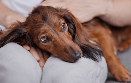 Cushing's disease in dogs