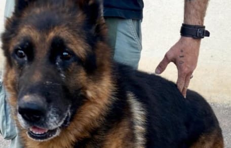 Looky, chien Berger Allemand