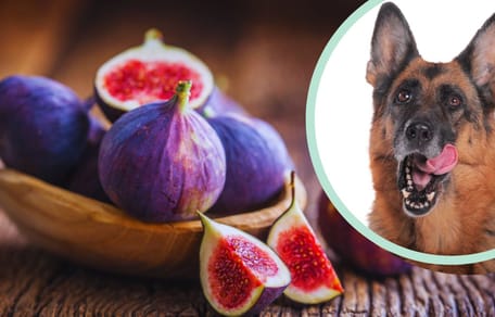 ¿Los perros pueden comer higos?