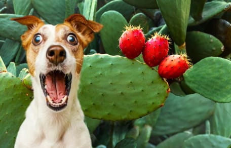 ¿Los perros pueden comer higos chumbos?