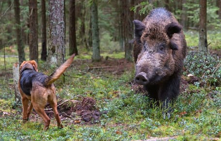 los perros se contagian de la peste porcina