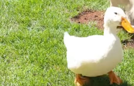 Ente Louie