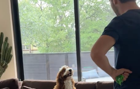 Lox de hond
