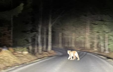 Luchs auf einer Straße im Wald