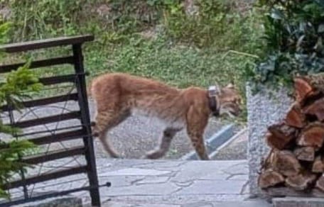 Luchs läuft an der Terrasse vorbei