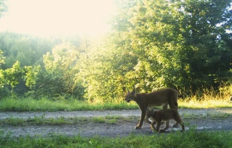 Luchsfamilie im Harz gesichtet