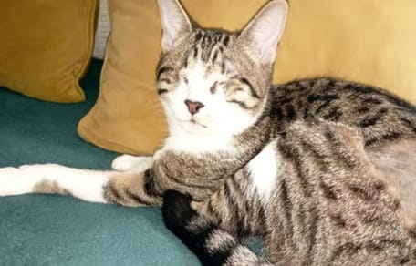 lucia-gata-ciega-en-adopcion