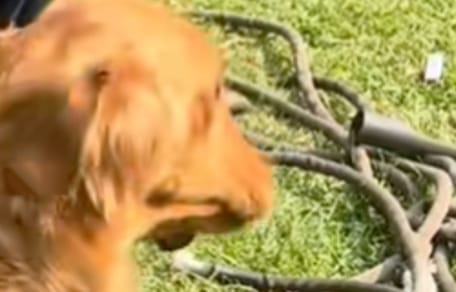 Lucky the Golden Retriever playing with a headless scarecrow in the garden
